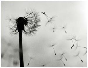 396305_2769609165635_1420142504_32471472_1231763268_n