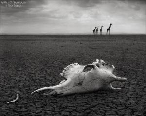 563237_431963536873783_224345955_n