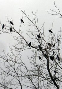 cf80cebfcf85cebbceb9ceac1