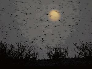 579325_558112197552971_802739674_n