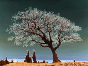 Spiritual_Tree_dsc06786_duo_nevit