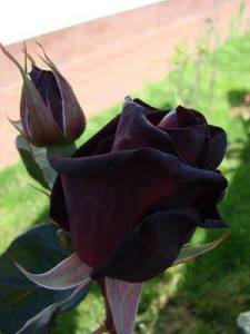 946428_4827798895841_1660603042_n