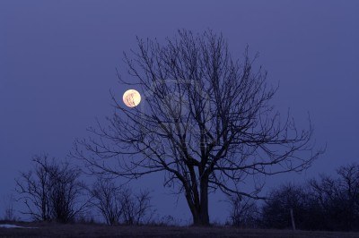13570780-solitary-tree-and-full-moon--night-scene