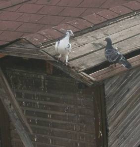 1450202_10152065024899540_986160010_n