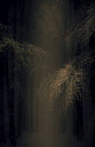 988795_228351074010262_264333559_n