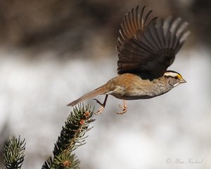 Fly_Away_Sparrow_by_AlinaKurbiel