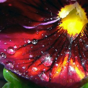 raindrops falling on my pansy.0