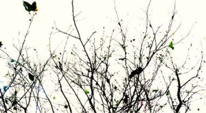 1924698_648624141860643_1253936866_n