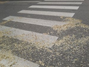 922981_455688904505461_1142714077_n