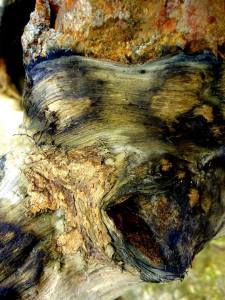 10150611_616208588447194_518644163_n