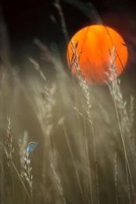 1891230_1428396090732633_1225179459_n