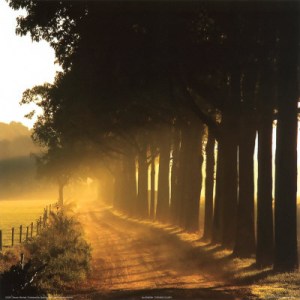 301771-SM929H~Evening-Glory-Posters