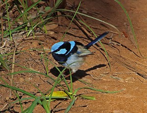 ai-male-blue-wren