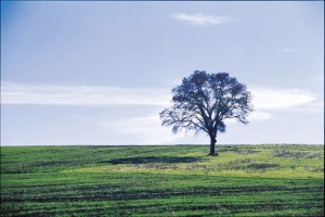 assets_LARGE_t_420_36213545