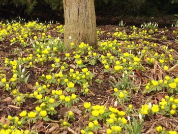 many-yellow-aconite