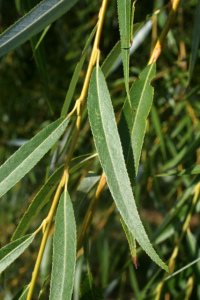 willowleaf