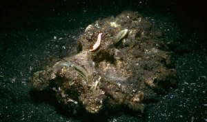 pio-epikinduna-plasmata-thalassas-02