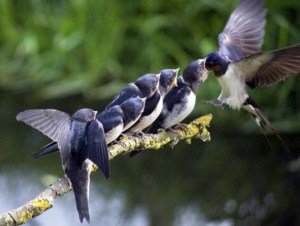 Feediing-Swallows-630x476