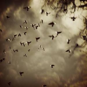 10492239_259913194209828_8100163042100436746_n