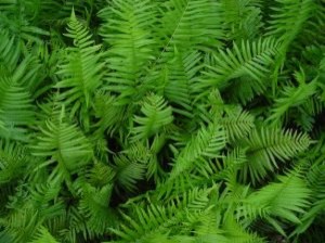 ferns-5_2790606