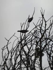 11026315_1453706881370602_5175250644451991798_n