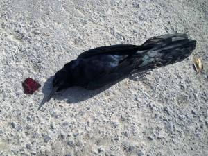 1385697_10203935441969403_4510662287963886676_n