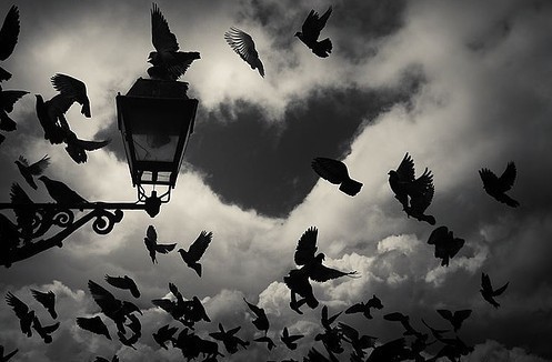 bird-birds-black-and-white-clouds-flying-favim-com-254276
