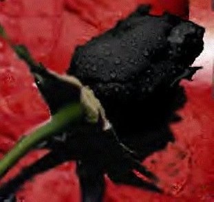 black rose