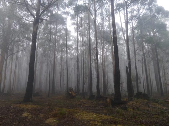 Αυστραλιανό τοπίο. Φώτο: Rory Hudson