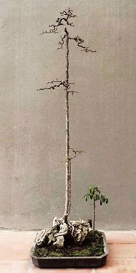 11822319_934384789951242_8257747012718427240_n