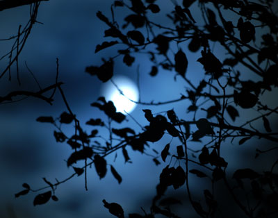 Blue-Moon-tree