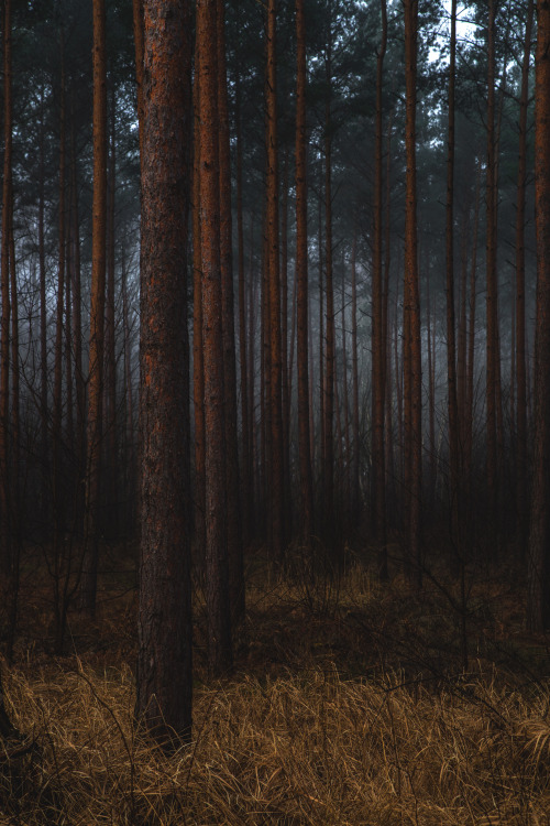 tumblr_nr308jcIuE1raqtl2o1_500