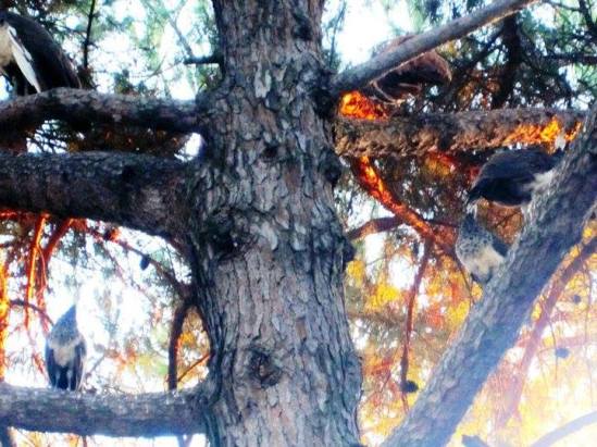 11952017_10204685875049761_4344876732881760271_n