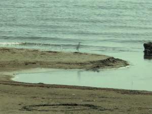 21471763715_86ff829484_b