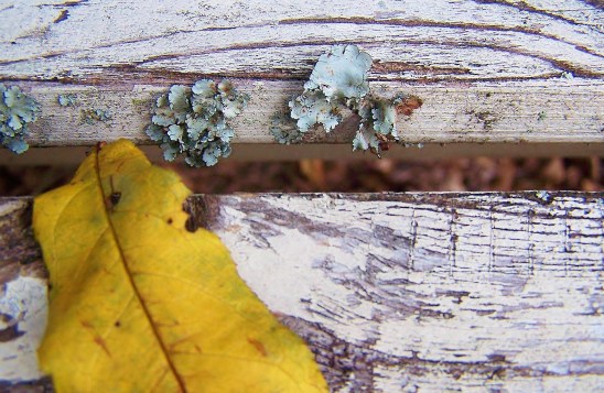 parmatrema-hypotropum