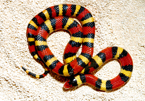 1481-Milk_Snake