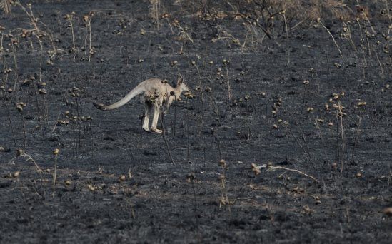 epa03527647 Unfamiliar territory.....A kangaroo hops through a burnt out paddock after a grassfire in Sunbury north of Melbourne,Victoria  Jan. 8, 2013. The fire has been contained.  High winds and record temperatures fanned fires in the south east region of the country,. More than 130 fires are preently burning in neighbouring New South Wales state.  EPA/JULIAN SMITH
