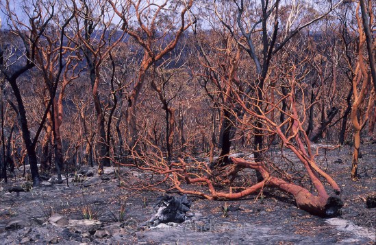 The results of a bush fire, Heathcote, Royal National Park, Australia.