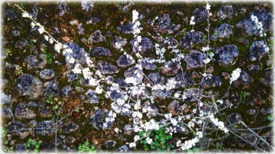 _ _____ __________ ___ _______-_._.________ c.n.couvelis