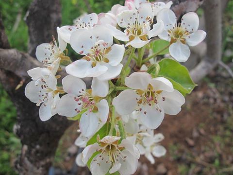 12472348_862430557235773_8780209586190706415_n