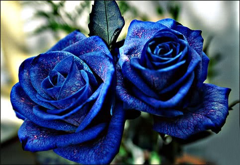 blue-roses-august-copy-2-0001