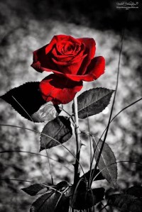 the_rose_by_the_proffesional-d3it503