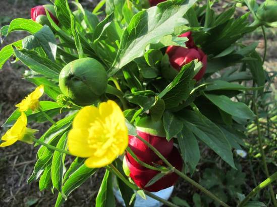 13325655_911002479045247_7697610170562594352_n-1