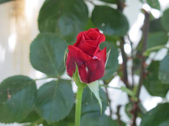 13327508_911001772378651_8618237524232011764_n