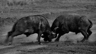 buffalo-fight-3