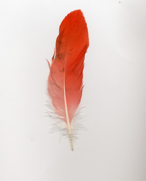 %ce%ba%ce%bf%ce%ba%ce%ba%ce%b9%ce%bd%ce%bf-%cf%86%cf%84%ce%b5%cf%81%ce%bf-%cf%83%cf%85%ce%b3%ce%b3%cf%81%ce%b1%cf%86%ce%b5%cf%89%cf%83