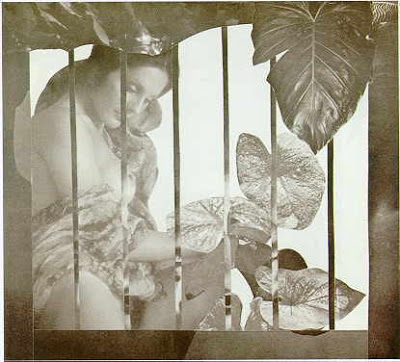 elytis-%cf%80%ce%af%cf%83%cf%89-%ce%b1%cf%80%cf%8c-%cf%86%cf%8d%ce%bb%ce%bb%ce%b1