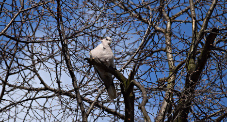 takolasnikos-isigitonpoulion-eikona-01